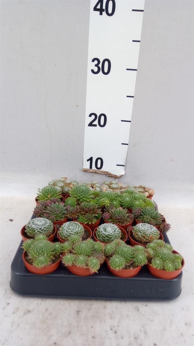 <h4>Sempervivum   ...mix</h4>