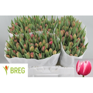 Tulipa do columbus