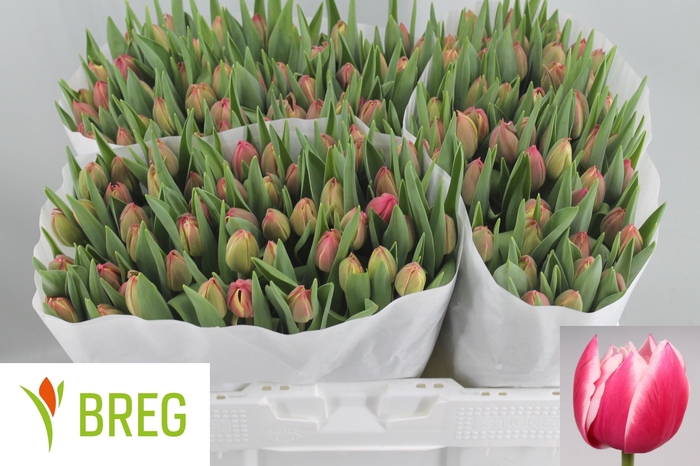 <h4>Tulipa do columbus</h4>