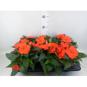 Impatiens NG 'ColPow Orange Red'