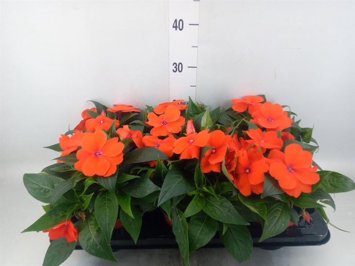 <h4>Impatiens NG 'ColPow Orange Red'</h4>