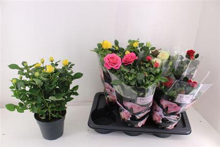 <h4>Ro Palace Gem 4 Srt</h4>