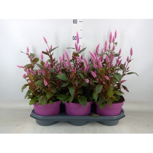 Celosia spic. 'Wild Pink'