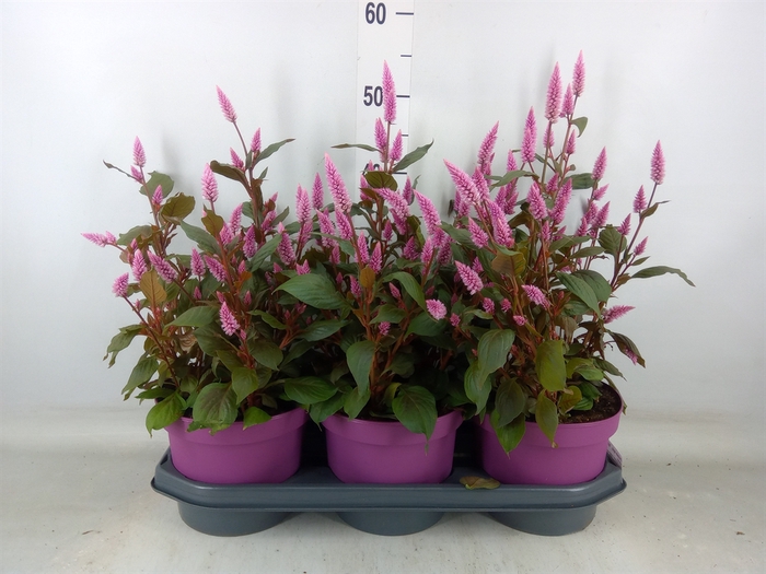 <h4>Celosia spic. 'Wild Pink'</h4>