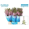 Veronica Smart Enjoyce Florius