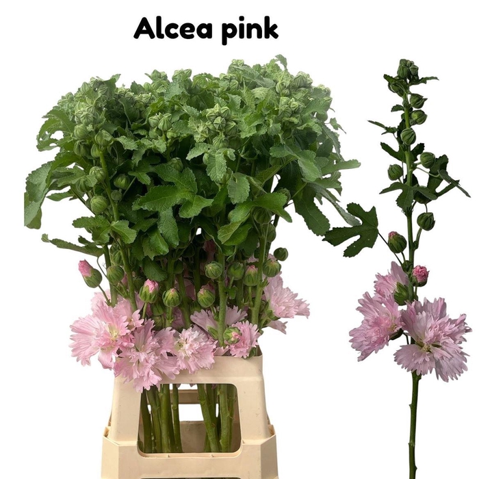<h4>Alcea Rosea Pink</h4>