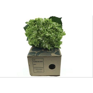 Hydr ( Box ) Emerald Green