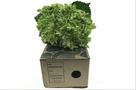 <h4>Hydr ( Box ) Emerald Green</h4>