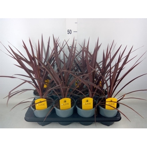 Cordyline austr. 'Red Star'