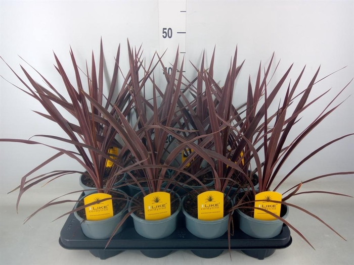 <h4>Cordyline austr. 'Red Star'</h4>