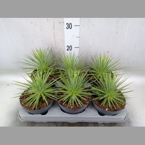 Agave stricta 'Nana'