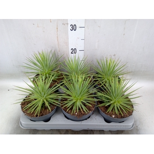 Agave stricta 'Nana'