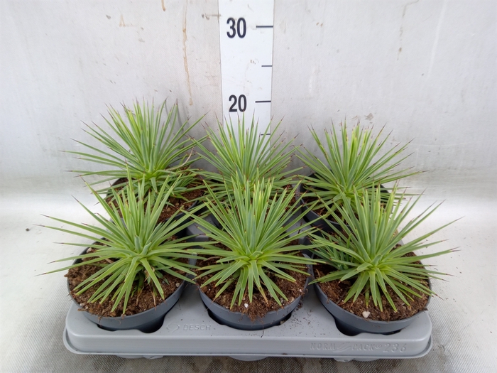 <h4>Agave stricta 'Nana'</h4>