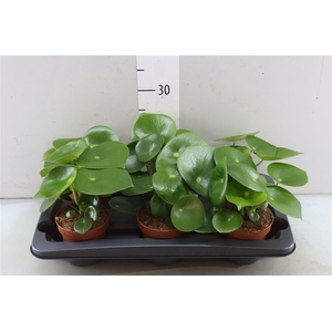 Peperomia Raindrop