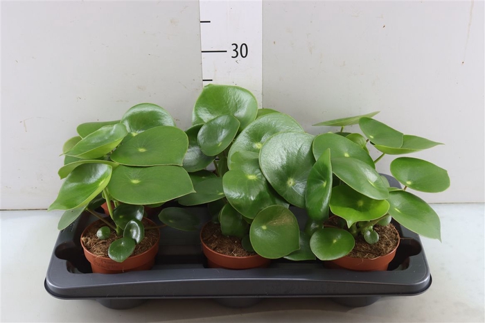 <h4>Peperomia Raindrop</h4>