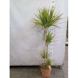 Dracaena marg. 'Sunray'
