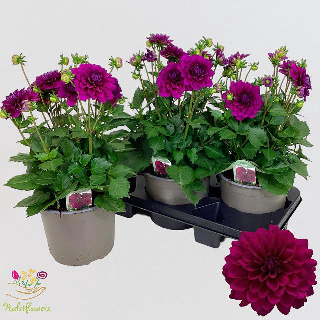 <h4>DAHL D LAB GR PURPLE</h4>