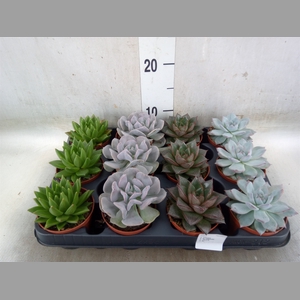 Echeveria   ...mix