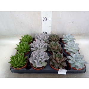 Echeveria   ...mix