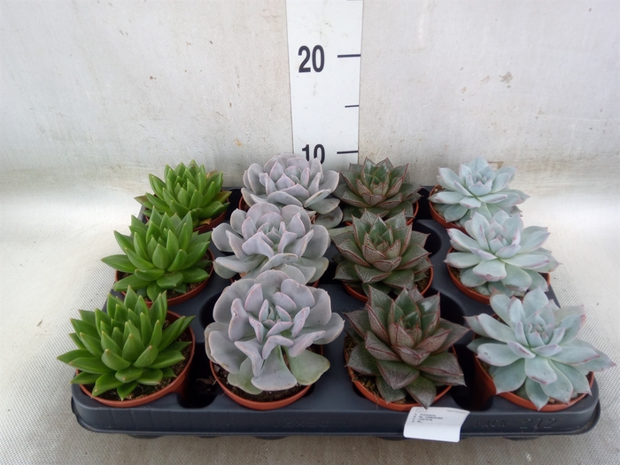 <h4>Echeveria   ...mix</h4>
