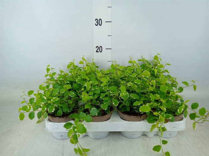 <h4>Ficus pumila 'White Sunny'</h4>