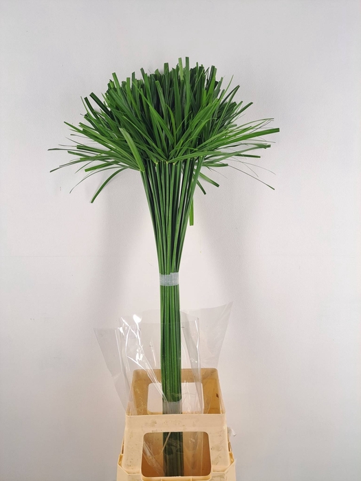 <h4>CYPERUS PAPYRUS</h4>