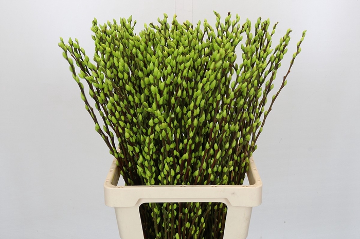 <h4>Salix Caprea Snow Flake P. Light Green</h4>