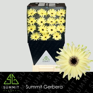 Gerbera Pastini Spritz Diamond