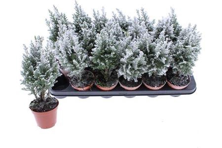 Cham L Ellwoodii + Snow