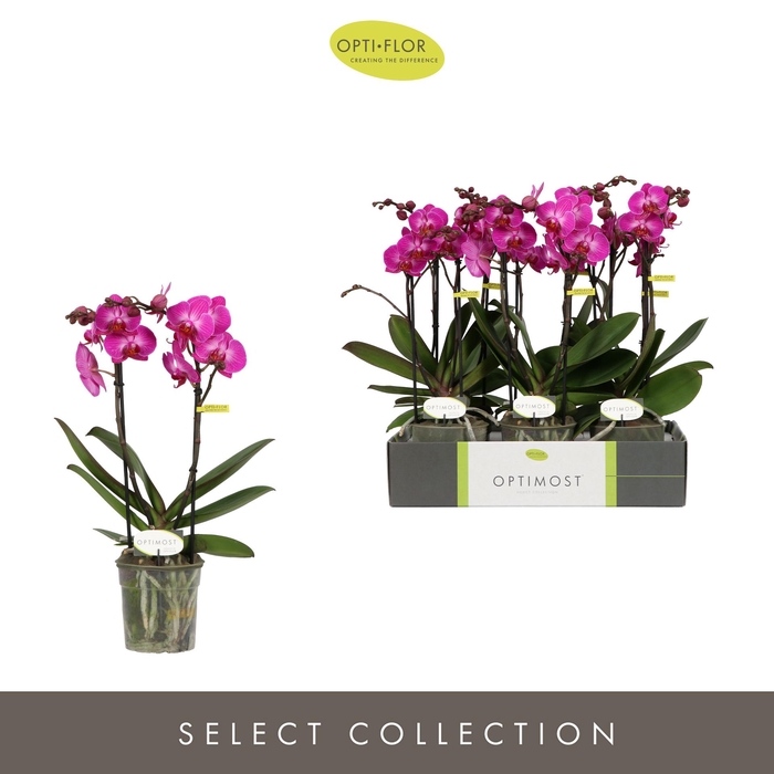 <h4>Optimost Roma 2 spike</h4>