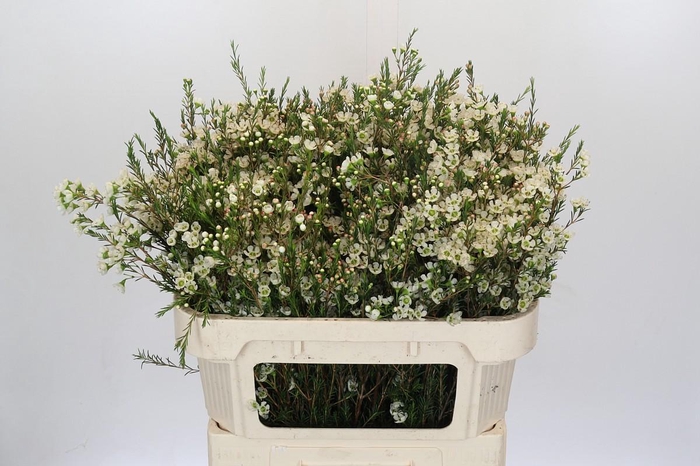 <h4>Chamelaucium Sirius</h4>