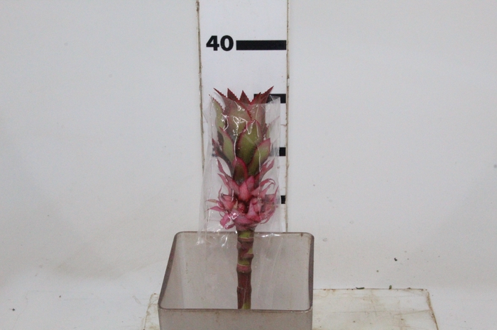 <h4>ANANAS MINI ROSA</h4>