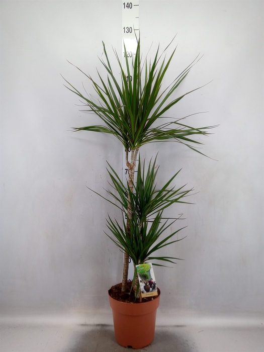 Dracaena marg.