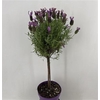 Lavandula Stoechas Stam