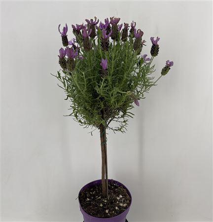 Lavandula Stoechas Stam