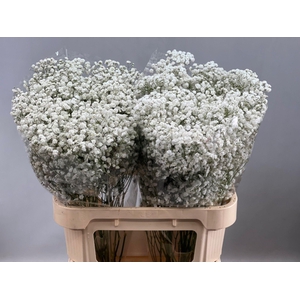 Gyps P Overtime 30 GR