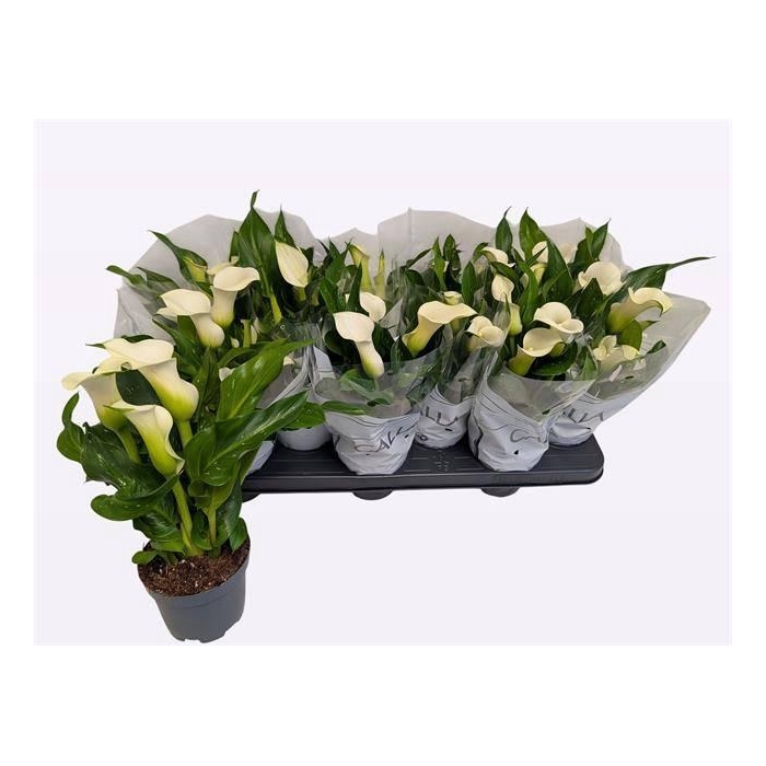 <h4>ZANT CAPT FRESCO</h4>