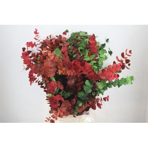 Euca Cinerea Harelquino Mix 200gr P Bunch