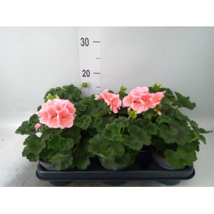 Pelargonium zona.   ...F1