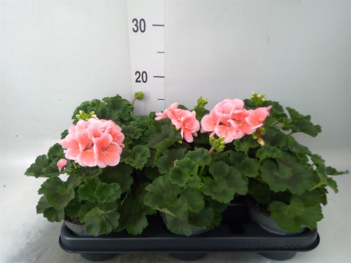 <h4>Pelargonium zona.   ...F1</h4>
