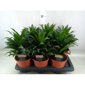 Dracaena frag. 'Compacta'