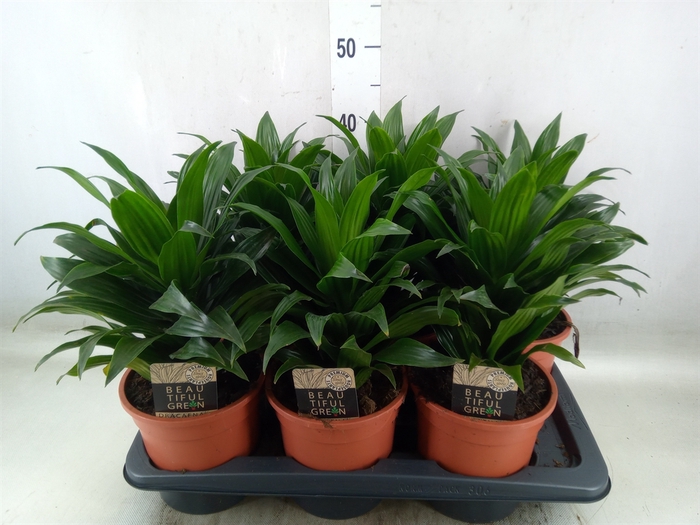 <h4>Dracaena frag. 'Compacta'</h4>