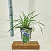Carex morrowii Ice Dance