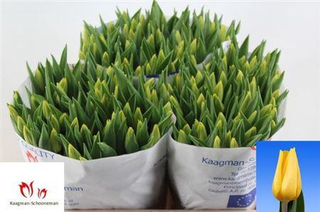 <h4>Tu En Strong Gold</h4>