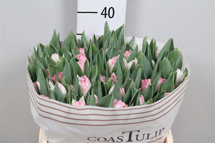 <h4>Tu Du Foxtrot</h4>