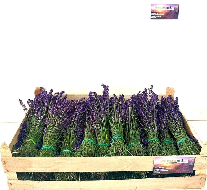 <h4>Lavandula Angust Per Bos</h4>