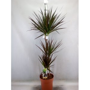 Dracaena marg. 'Magenta'