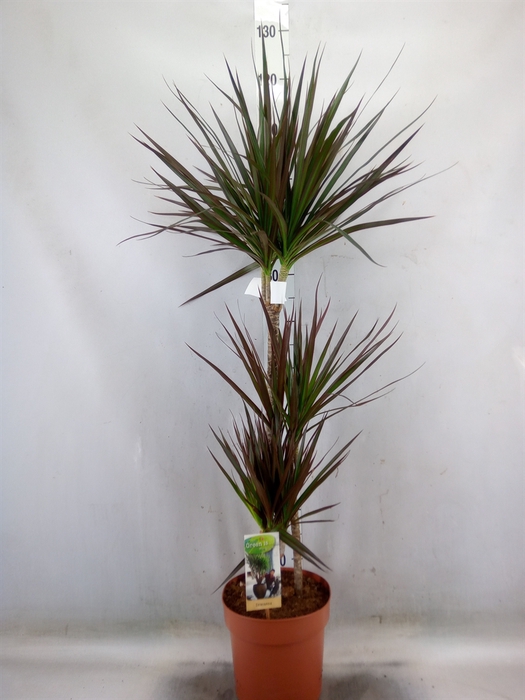 <h4>Dracaena marg. 'Magenta'</h4>