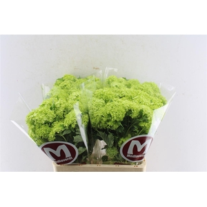 Viburnum Roseum 60cm 2/4 Bal