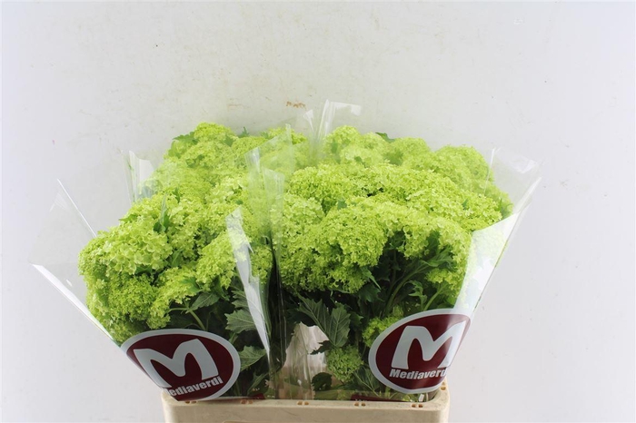 <h4>Viburnum Roseum 60cm 2/4 Bal</h4>